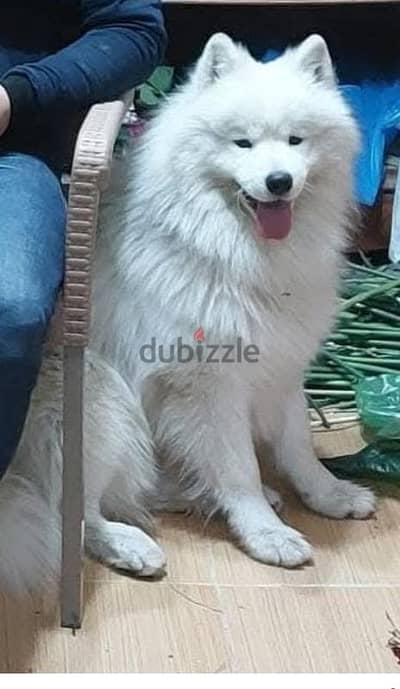 كلب سامويد عندهم 30 يوم المكنه اسكندريه