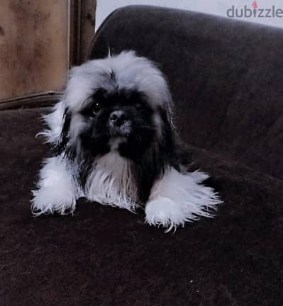 للبيع كلب pekingese (بكينيز) عمره سنتين ونص نوعه ذكر متطعم تطعيم كامل