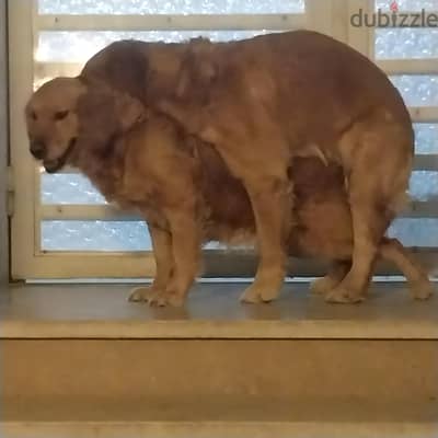 Golden retrieve puppies 