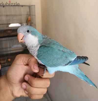 كويكر ازرق