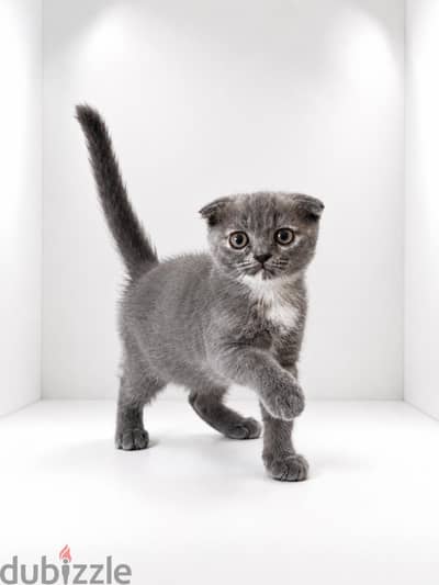 scottish fold female kitten