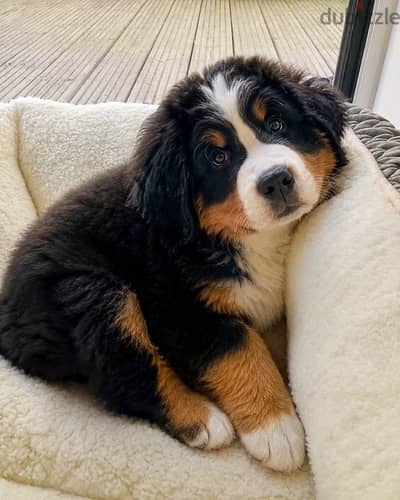 Bernese mountain dog