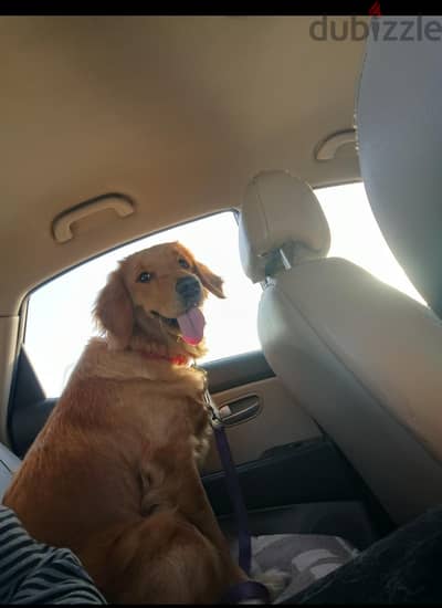 golden retriever