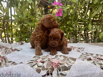 Female toy poodle 55 days vaccinated