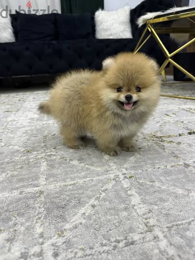 Pomeranian puppy بومرينيان بومرينين
