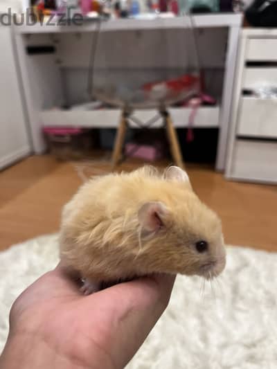 Syrian adorable hamster