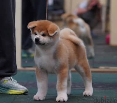 Japanese Akita Inu puppy boy