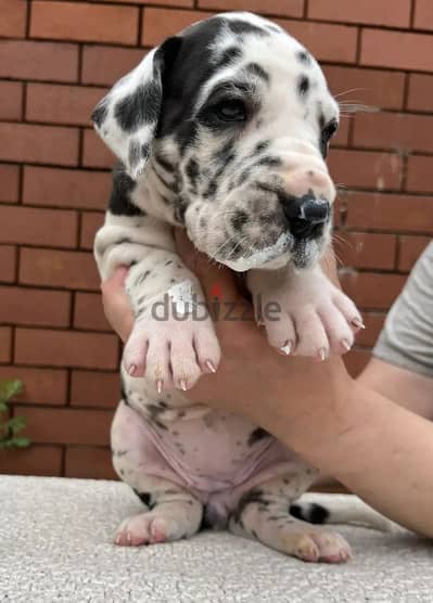 Great Dane puppy female from Russia