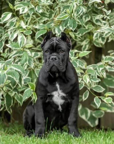Cane corso puppy male from Russia
