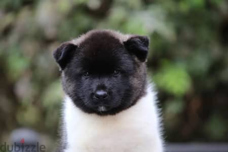 American Akita puppy boy