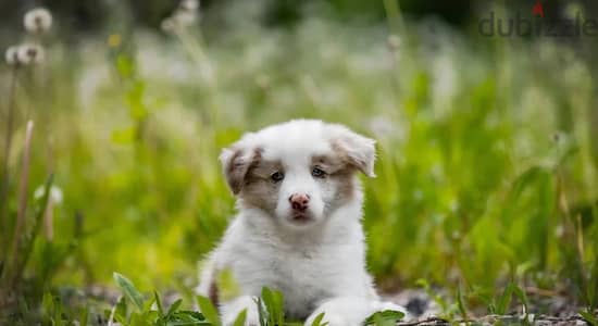 Border collie puppy boy from Russia