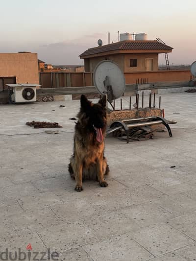 كلبه انثي جيرمن شيبرد وارد بولندا  German shepherd