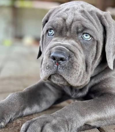 Cane corso puppy boy from Russia