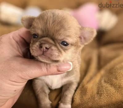 Chihuahua puppy boy from Russia