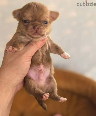 Chihuahua puppy boy from Russia