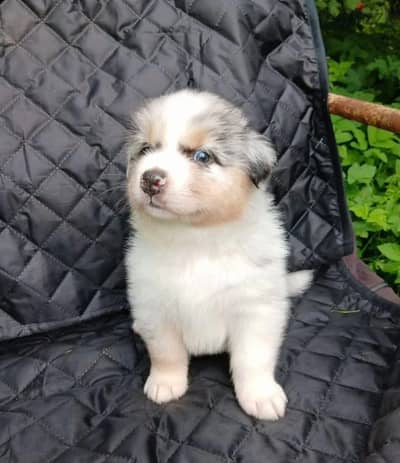 Australian shepherd puppy boy from Russia