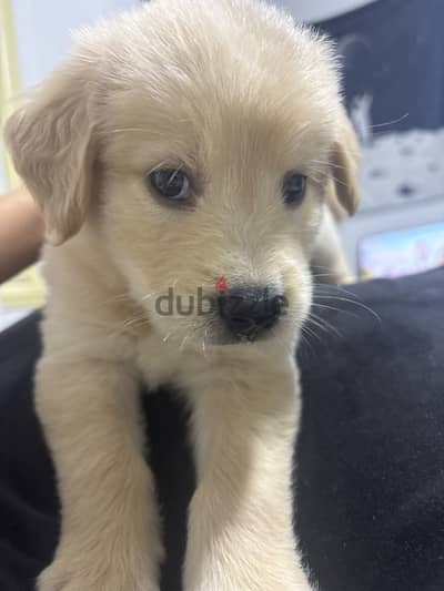 golden retriever female puppy
