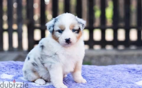 Australian shepherd puppy boy from Russia