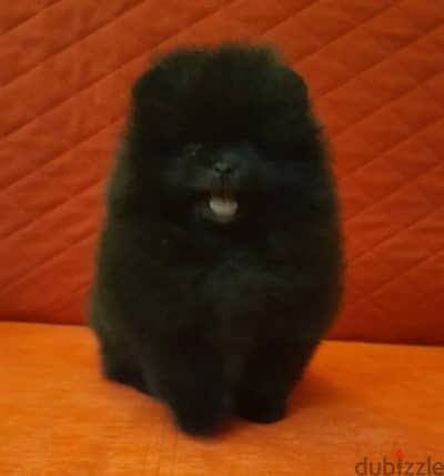 Pomeranian puppy boy from Russia