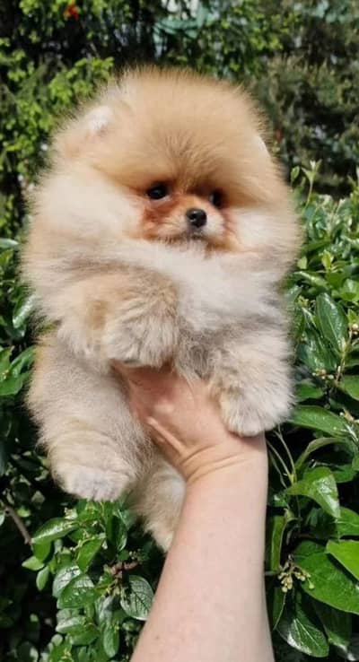 Pomeranian puppy female from Russia