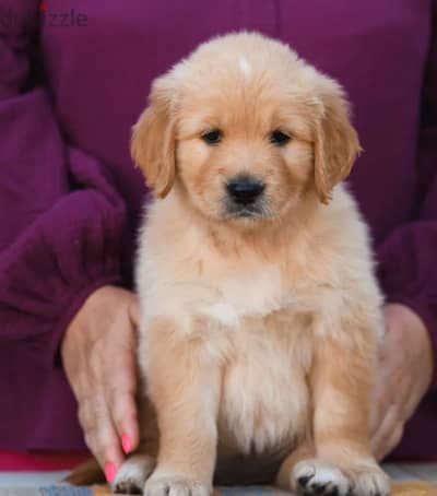 Golden retriever puppy female from Russia