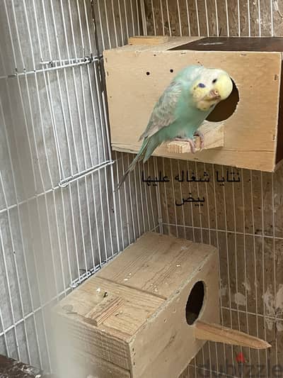 فصوص بادجي بزغاليل