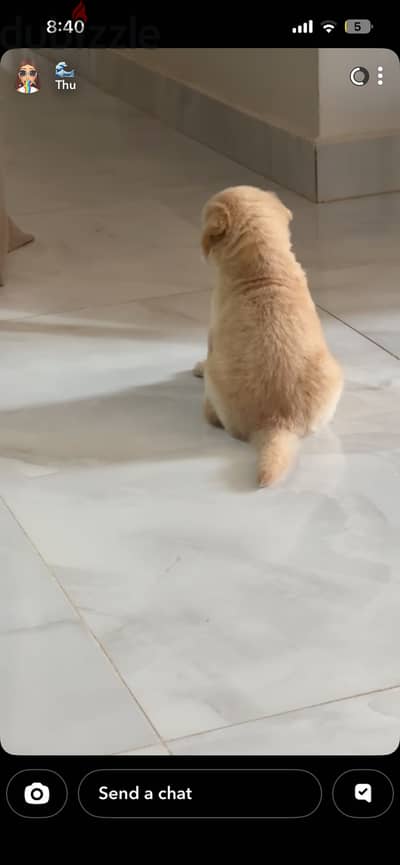 Dog for sale