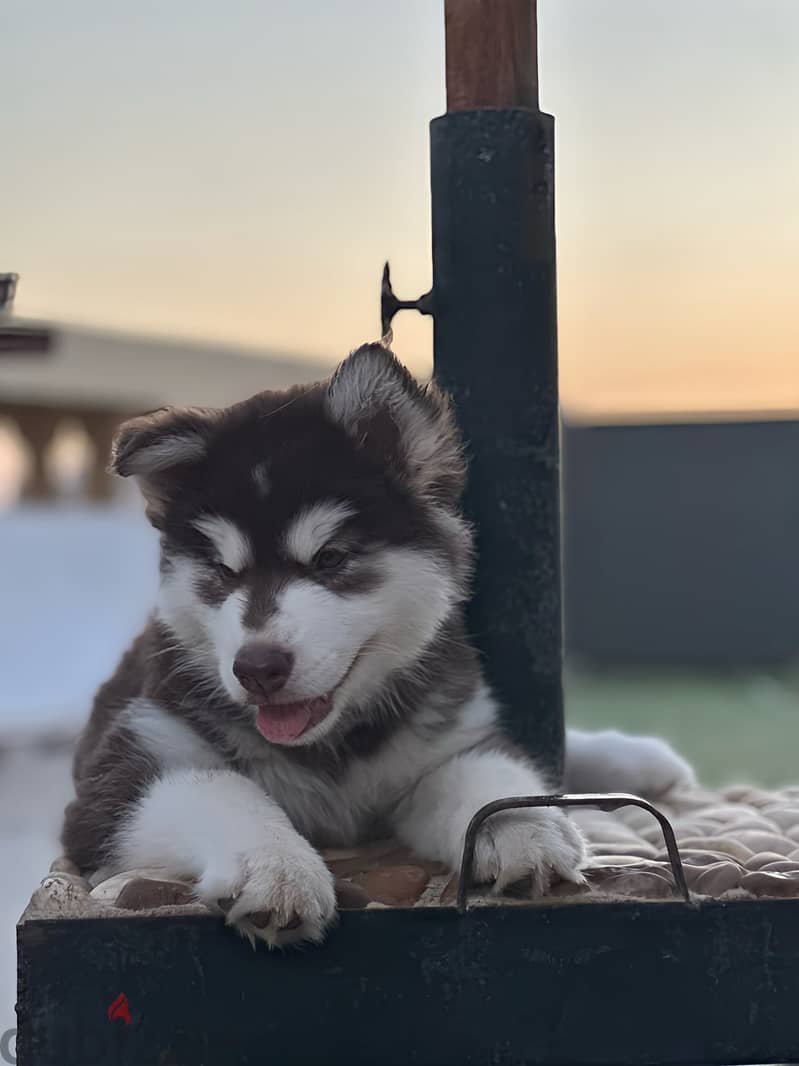 Alaskan malamute 9