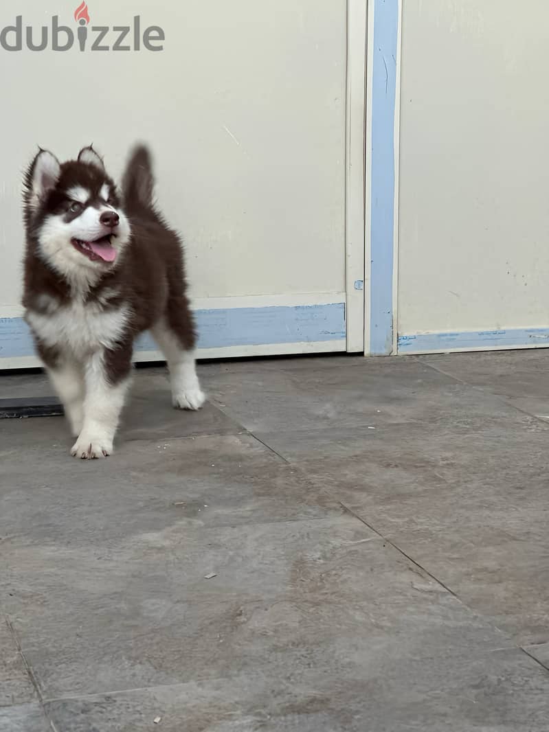 Alaskan malamute 10