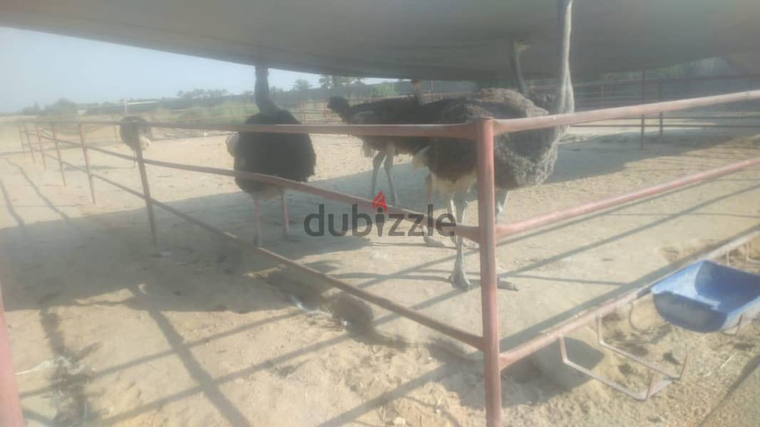 نعام للبيع 3