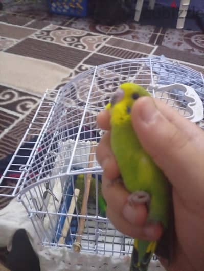 بيع عصافير الزينه