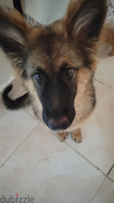 German Shepherd Puppy