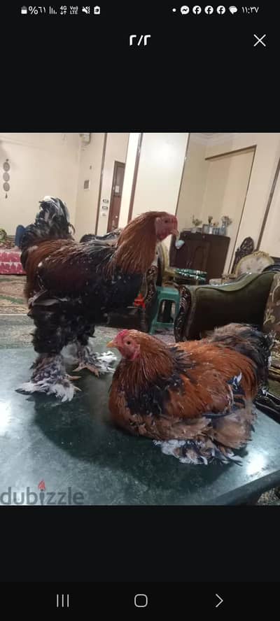 دجاج براهمة بورسالين