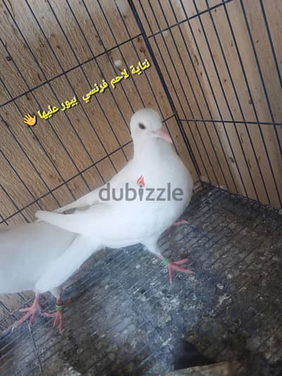 زيادات شباب حمام من فضل الله علينا