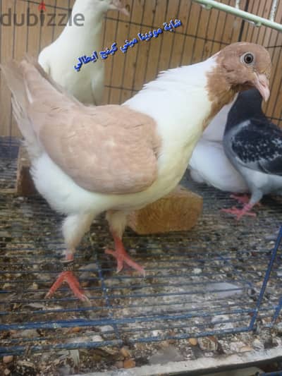 زيادات شباب حمام من فضل الله علينا