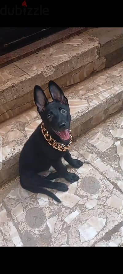 مالينو دارك