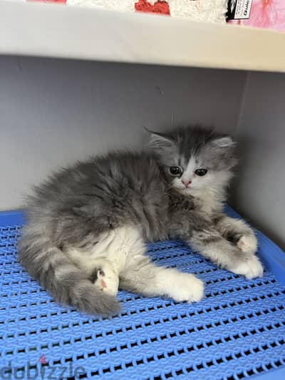 Persian cat