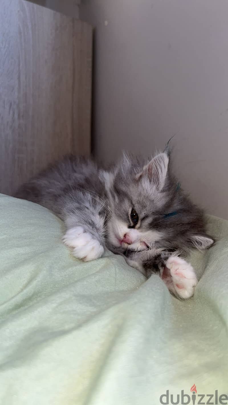 Persian cat 1