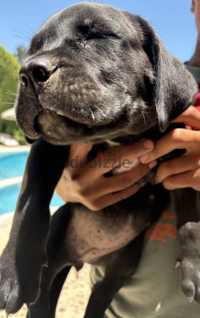 Cane Corso for sale
