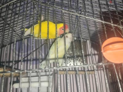 قص روز  عين حمراء