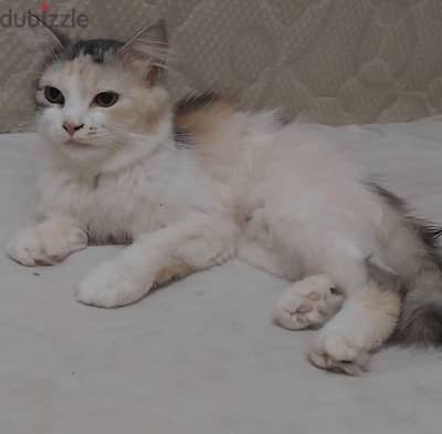 قطه للتبني