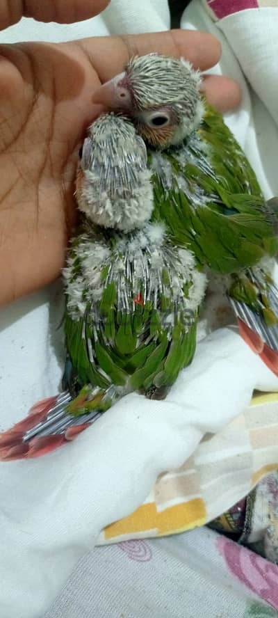 بينابول اليف