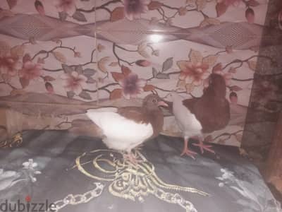 كفر برك الخيام بعد سلم الإداري شارع ناهيا