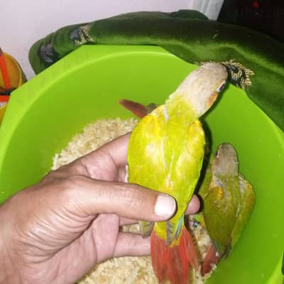 ببغاء جرين شيكد كونيور  باينابول هاى ريد