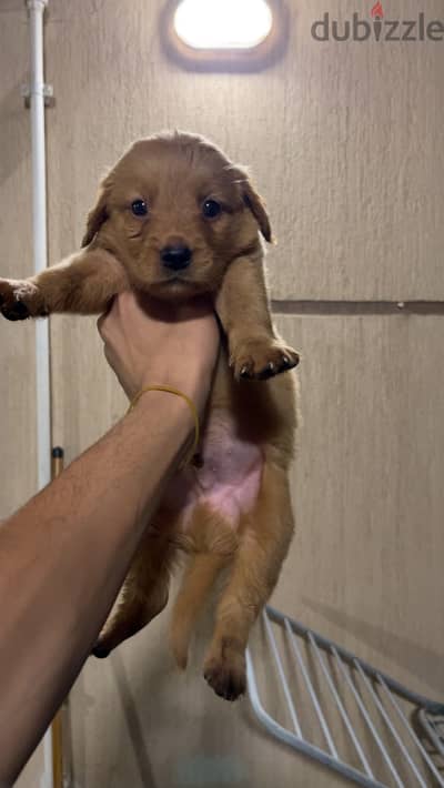 Gloden retriever