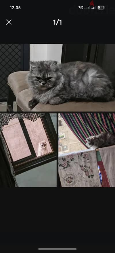 قطة شيرازي حامل