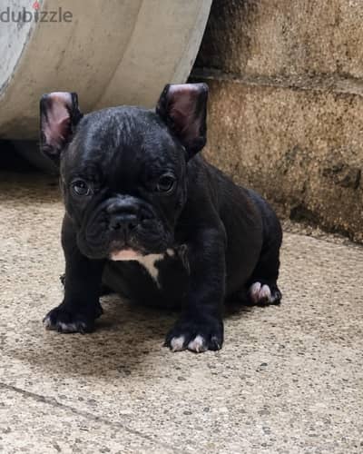male American Bully