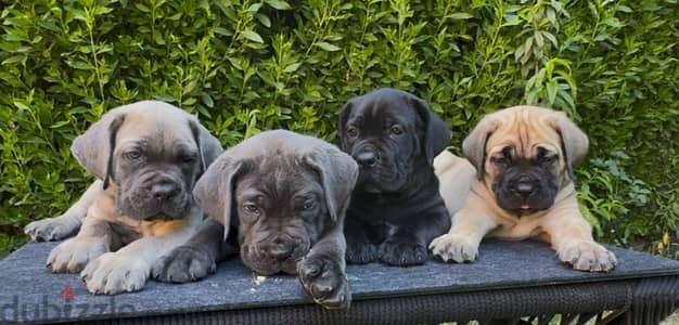 Cane Corso puppies for sale