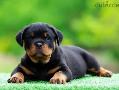 Rottweiler puppy boy from Russia