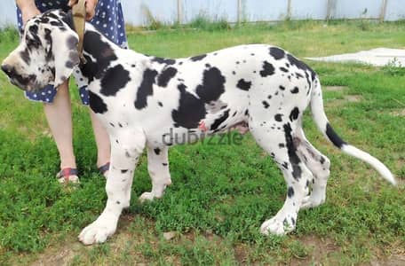 Great Dane puppy boy from Russia